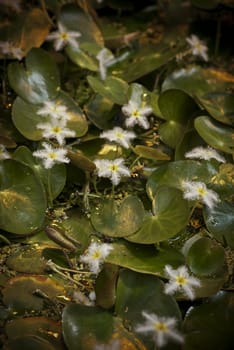 Flowers of Nymphoides indica, a genus of aquatic flowering plants in the family Menyanthaceae. White flowers, dark background.