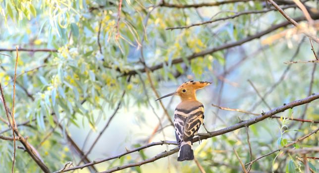 Hoopoe (Upupa epops)