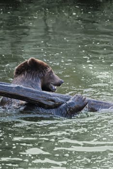 The brown bear (Ursus arctos), large bear distributed in northern Eurasia and North America, playing in water with log