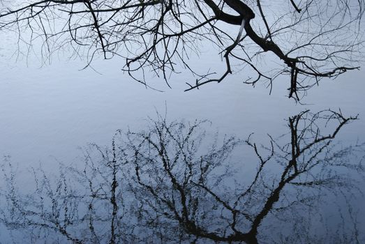 tree reflection in the water