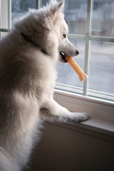 An American Eskimo dog stands at the window with his bone.