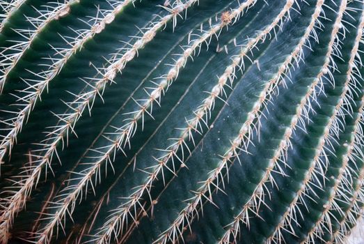 A dark green round cactus looks menacing up close.l