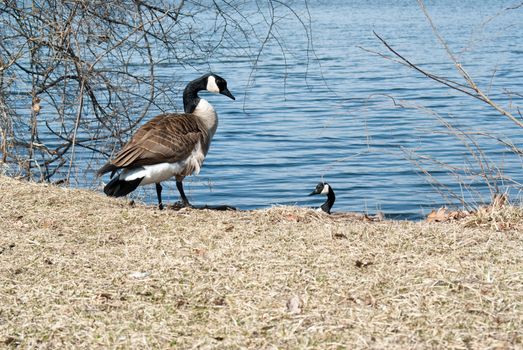 Canadian Geese converse at the river's edge in winter.