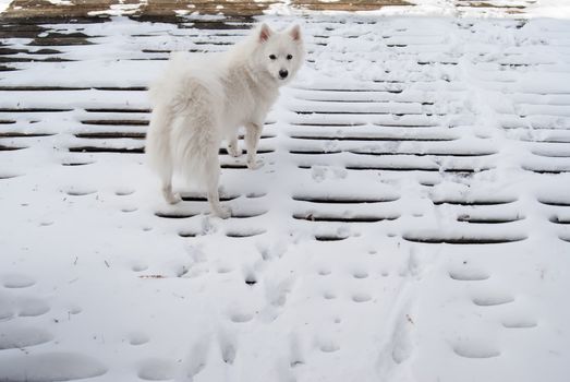 An American Eskimo puppy stands in the snow on a wooden deck.