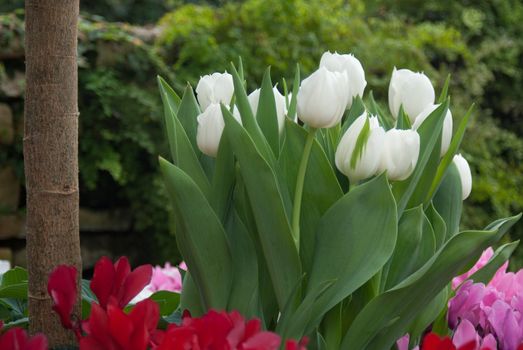 White tulips stand together in a bed or red, pink and green.