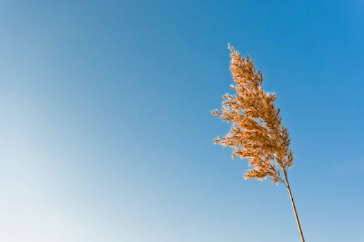 Single reed stem with clear and blue sky on background