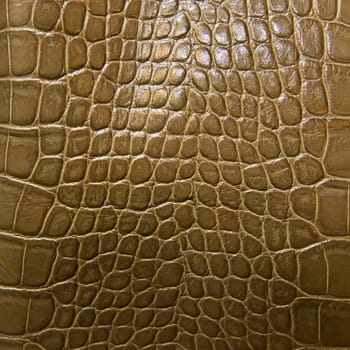 crocodile skin texture