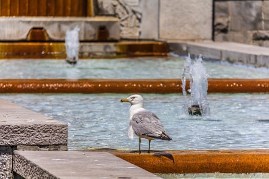 Gull sitting on a stair fountain, Canada