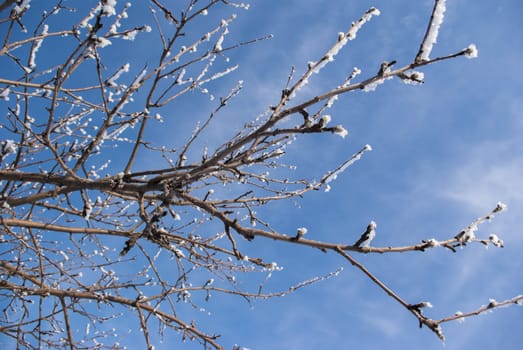 tree branch on a bright blue sky