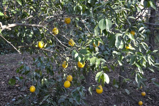 lemon tree