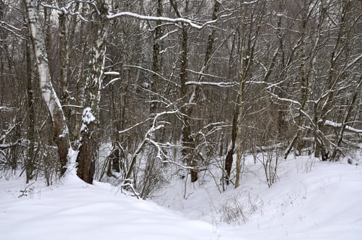 winter landscape