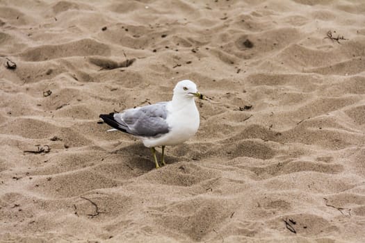 A gull is resting on the sand on the beach of the Saint Lawrence river in Gaspesie, Quebec, Canada