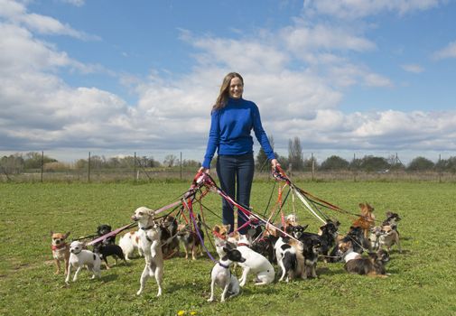 portrait of a woman and a large group of chihuahuas 