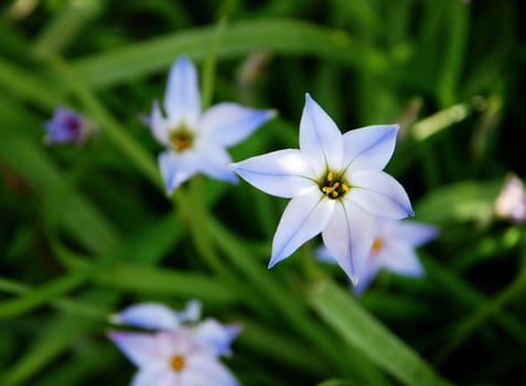 Beautiful blue and white spring starflowers with green foliage