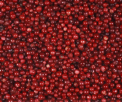 Full Frame of Lingonberries