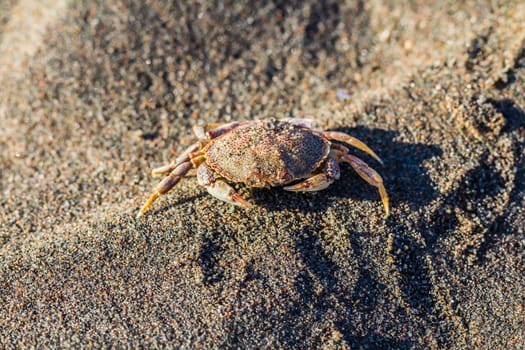  Crab on sand on a beach, beside a sea