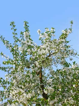 Flowering cherry tree against a background of blue sky