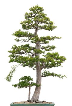 Elegant bonsai tree on white background. Chinese elm.