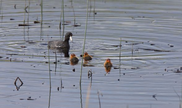 Waterhen Coot with Babies young in slough pond