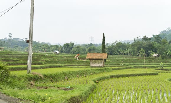 view of paddy field by the hillside with wooden hut on it