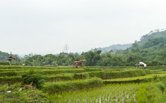 view of paddy field by the hillside with wooden hut in the center