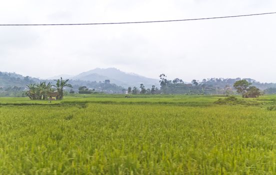 view of a paddy field taken from moving vehicle in Bandung, West Jawa