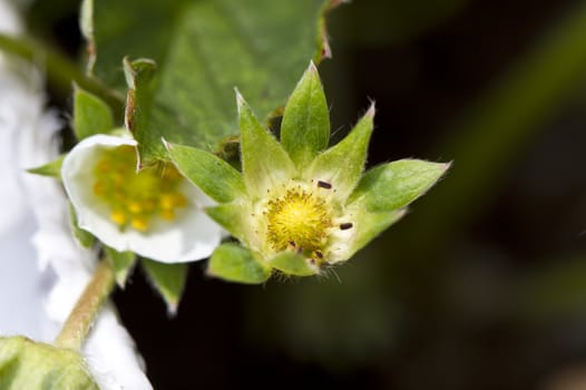 close up view of a strawberry flower in the farm