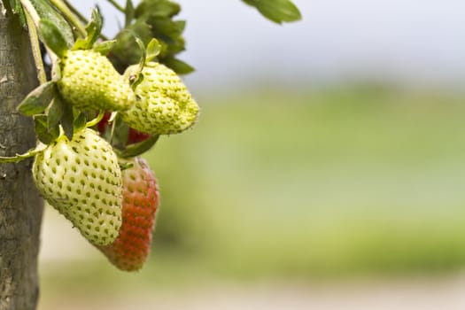 young strawberries close up in the farm with bokeh background