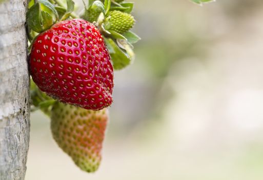 strawberries close up in the farm with bokeh background