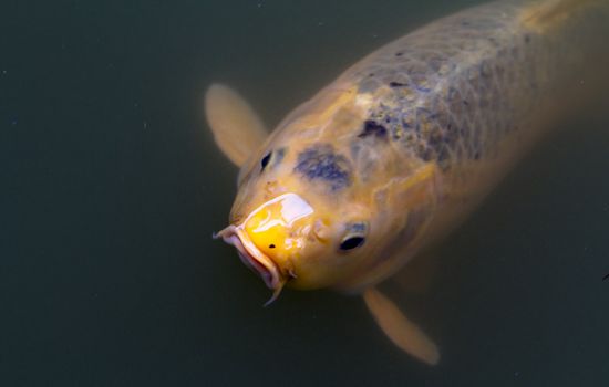 Yellow Koi fish surfacing from greenish dark pond water