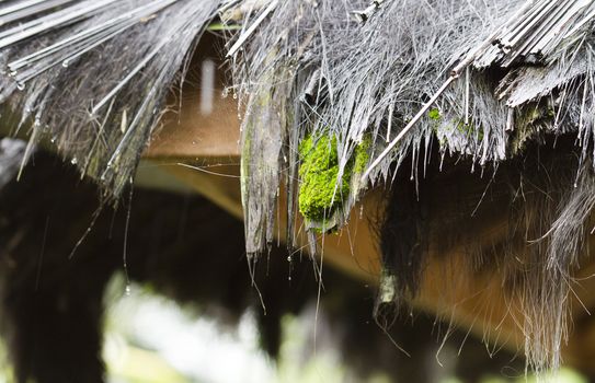 green moss grew on straw roofing material of a traditional hut