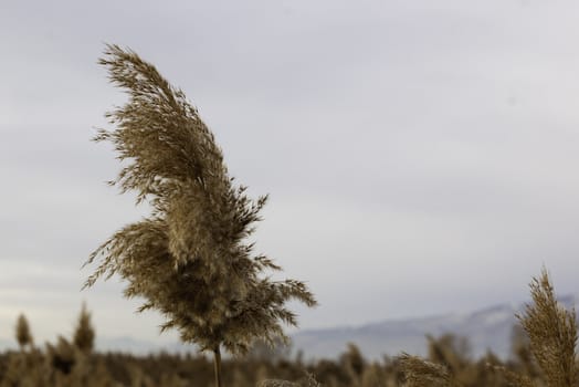 common reed (phragmite) with many common reeds in the background