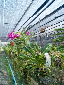 Rhynchostylis, Vanda, Ascocenda and etc. hanging on plastic and teak basket growing in orchid plant nursery