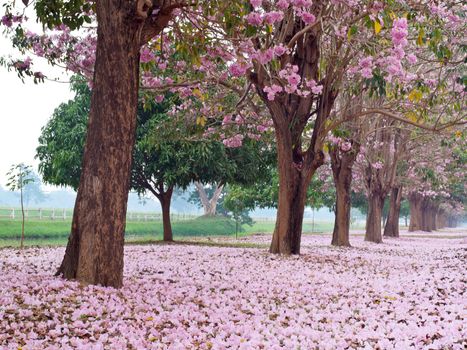 Pink trumpet tree blooming in countryside with farmland on backside(Tabebuia rosea, Family Bignoniaceae, common name Pink trumpet tree, Rosy trumpet tree, Pink Poui, Pink Tecoma)