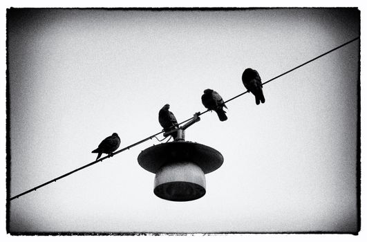 Four doves on the wire