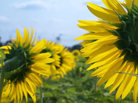 Backside of sunflower field with blue sky like smile upon the sun