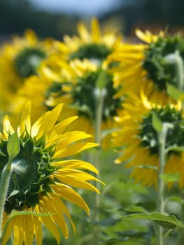 Backside of sunflower field like smile upon the sun