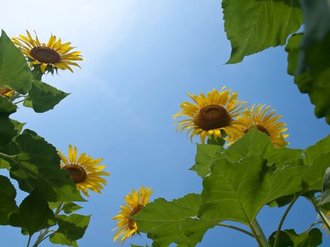 Natural frame of sunflowers with leafs against blue sky with sunshine in look up view from the ground