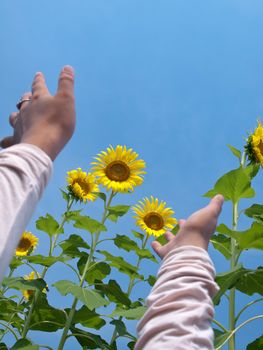 Woman hands reaching out to sunflowers against blue sky with sunshine in look up view from the ground