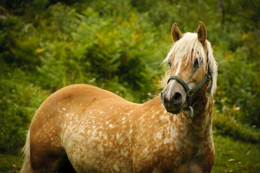A brown horse in a pasture in the Italian Alps
