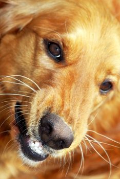 angry orange golden retriever dog portrait baring his teeth