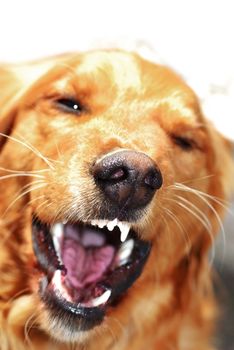 angry orange golden retriever dog portrait baring his teeth