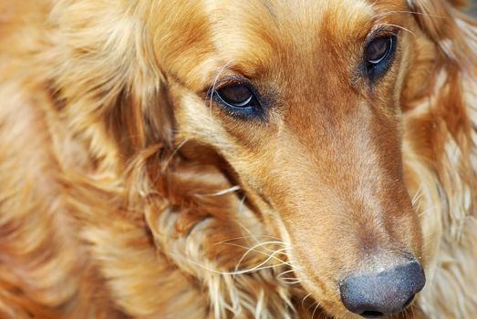 cute sad orange golden retriever dog portrait