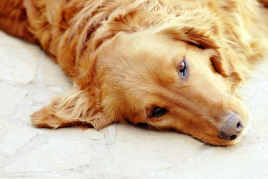 cute lying sad orange golden retriever dog portrait