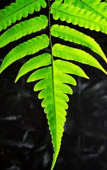 tree leaf