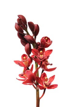 Red orchid isolated on a white background