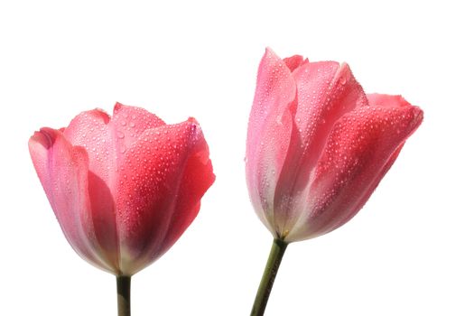 pink fresh spring tulips flowers with dew drops isolated on a white background