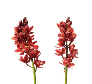 two Red orchids isolated on a white background