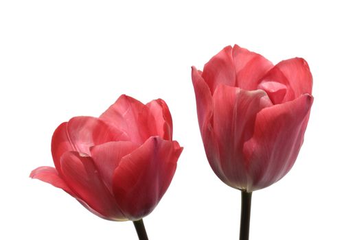 TWO beautiful PINK TULIPS isolated on a white background