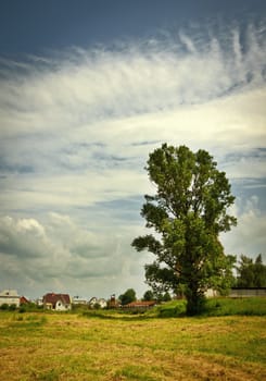country landscape with big tree